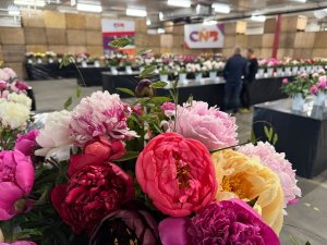 CNB Dutch Peony Days 2026