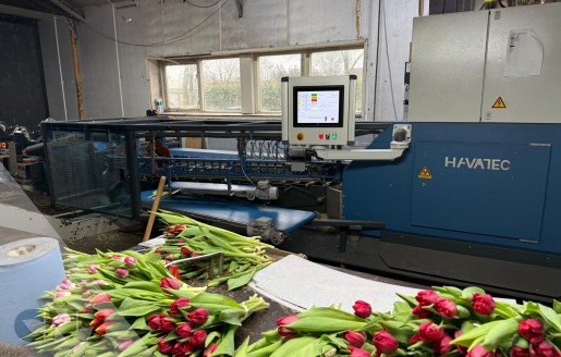 Foto van Tulipstar XL-Havatec