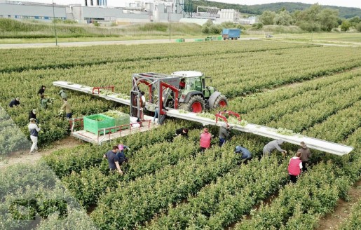 Foto van VDR oogstband voor bloemen met platform