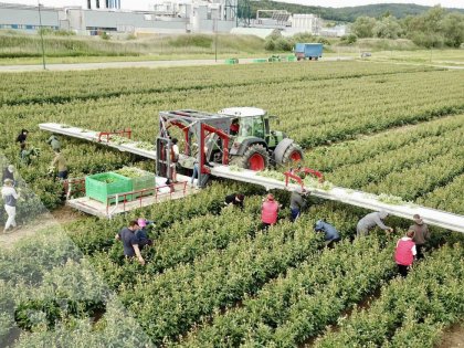 VDR oogstband voor bloemen met platform
