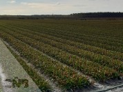 Foto van Verdeelslangen t.b.v. druppel irrigatie / fertigat