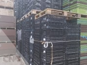 Foto van Tulpenexport kratten