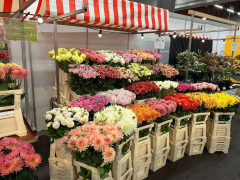 Highlighted image: Autumn Fair Flora Aalsmeer!