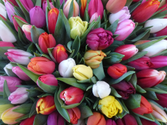 Highlighted image: Tulp